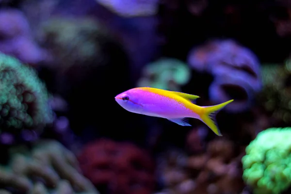 Anthias Evansi peixe — Fotografia de Stock
