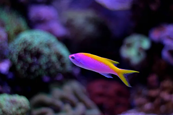 산호초 수족관 물고기 — 스톡 사진
