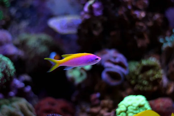 Anthias Evansi fish — Stock Photo, Image