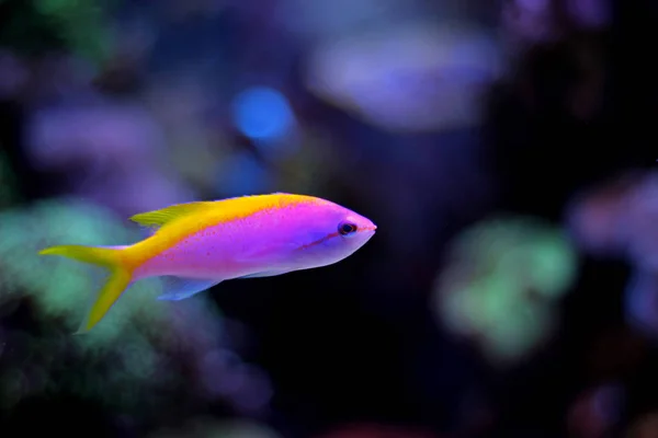 Anthias Evansi риби — стокове фото