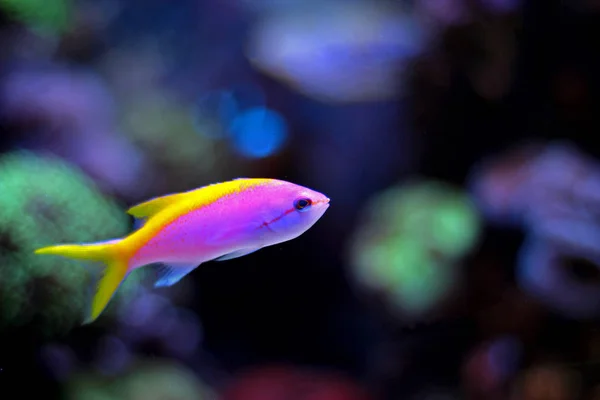 Coral Reef Aquarium Anthias Evansi Fish — Stock Photo, Image