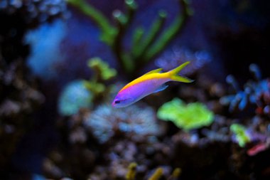 Evansi Anthias (Pseudanthias evansi)