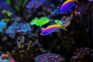 Evansi Anthias (Pseudanthias evansi)