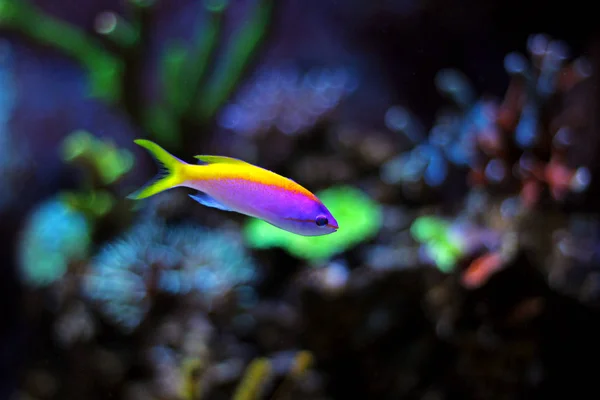 エバンシー Anthias (Pseudanthias について) — ストック写真