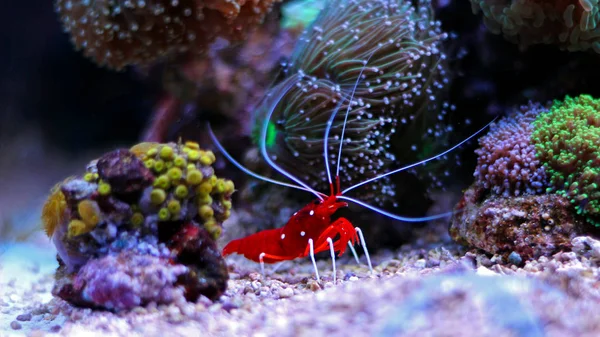 Lysmata Debelius - Red Fire karides
