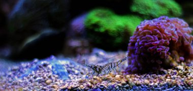 Palaemon elegans, Akdeniz karides