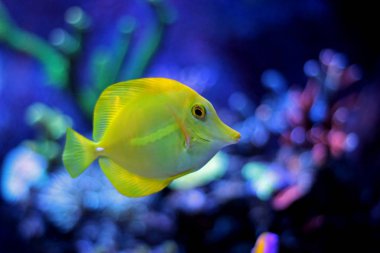 Sarı Tang - (Zebrasoma flavescens)