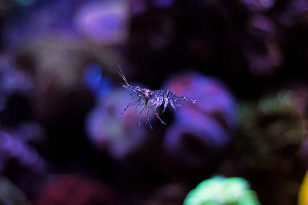 Palaemon elegans, Mediterranean shrimp — Stock Photo, Image