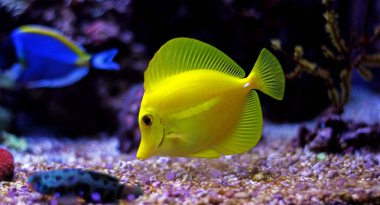 Sarı Tang - (Zebrasoma flavescens)