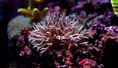 Pembe Birdsnest mercan (Seriatopora hystrix)