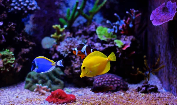 Коралловый рифовый аквариум — стоковое фото