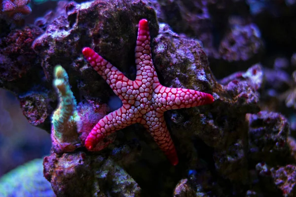Fromia eleganza stella pesce — Foto Stock