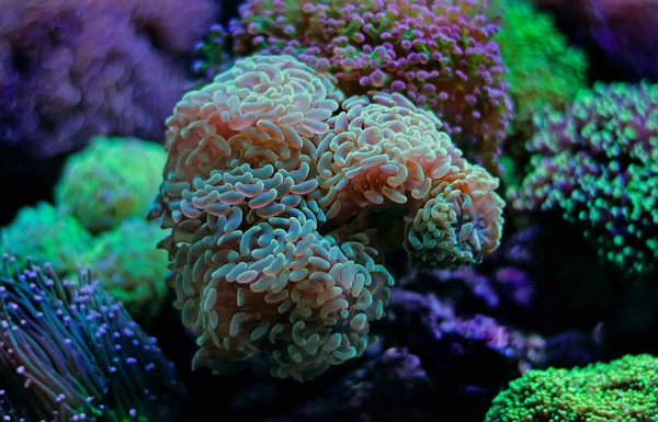 Euphyllia Lps koraal — Stockfoto