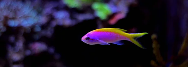 エバンシー Anthias (Pseudanthias について) — ストック写真