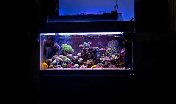 Coral reef aquarium — Stock Photo, Image
