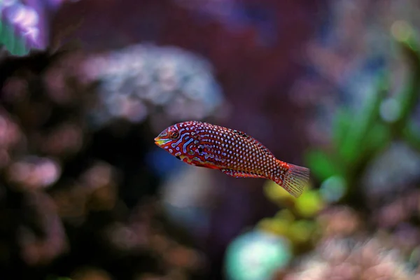 Wrasse de leopardo en acuario — Foto de Stock