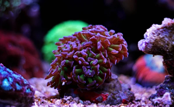 Euphyllia lps Koralle — Stockfoto