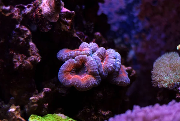 LPS lobophyllia koraal — Stockfoto