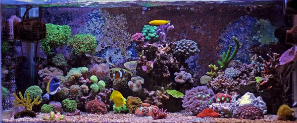 Koraal rif aquarium — Stockfoto