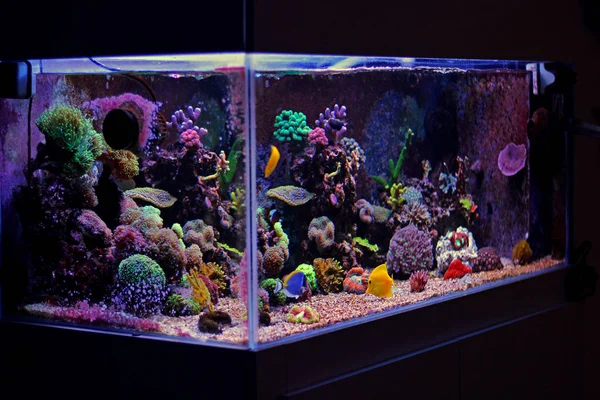 Aquarium récifal corallien — Photo