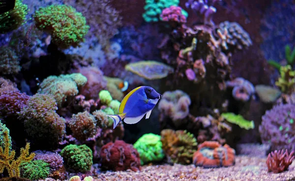 Powder blue tang