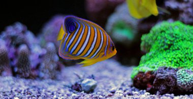 Regal angelfish (pygoplites diacanthus)
