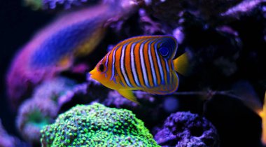 Regal angelfish (pygoplites diacanthus)