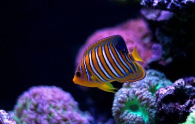 Regal angelfish (pygoplites diacanthus)