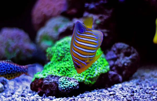 Regal angelfish (pygoplites diacanthus) — Stok fotoğraf