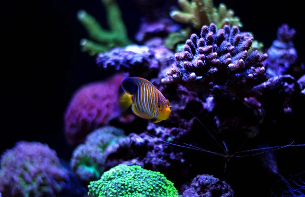 Regal Angelfish (Pygoplites diacanthus) — Stock Photo, Image