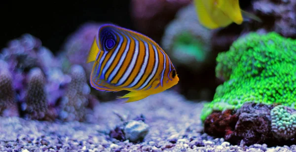 Regal angelfish (pygoplites diacanthus) — Stockfoto