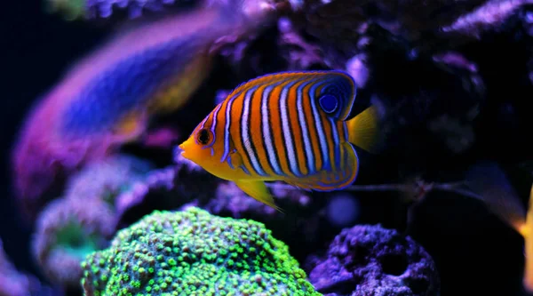 Angelfish Regal (pygoplites diacanthus) — Zdjęcie stockowe