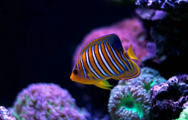 Regal angelfish (pygoplites diacanthus) — Stockfoto