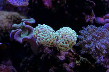 Euphyllia Lps mercan