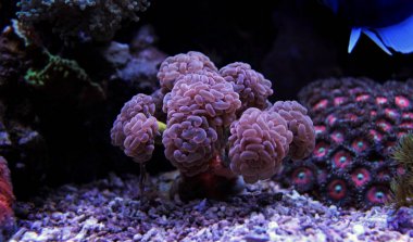 Euphyllia Lps mercan