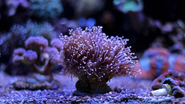 Euphyfesa LPS coral — стоковое фото