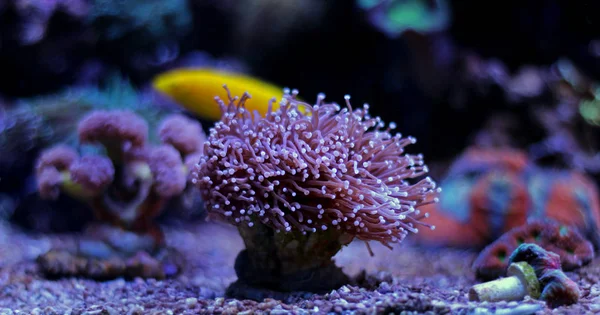 Euphyllia Lps 珊瑚 — 图库照片