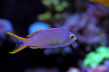 Anthias (Pseudanthias pleurotaenia)
