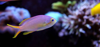 Anthias (Pseudanthias pleurotaenia)