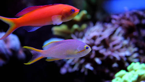 Tér menti Anthias (Pseudanthias pleurotaenia)) — Stock Fotó