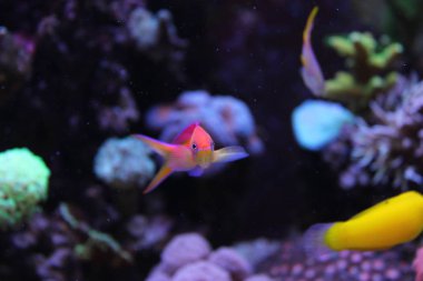 Dağılın Anthias (Pseudanthias dispar)