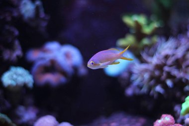 Anthias (Pseudanthias pleurotaenia)