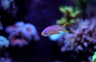 Anthias (Pseudanthias pleurotaenia)