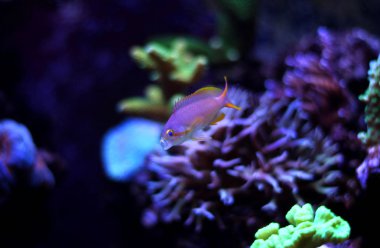 Anthias (Pseudanthias pleurotaenia)