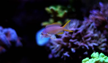 Anthias (Pseudanthias pleurotaenia)