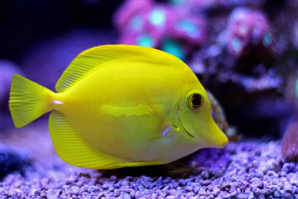 Yellow zebrasoma tang — 스톡 사진