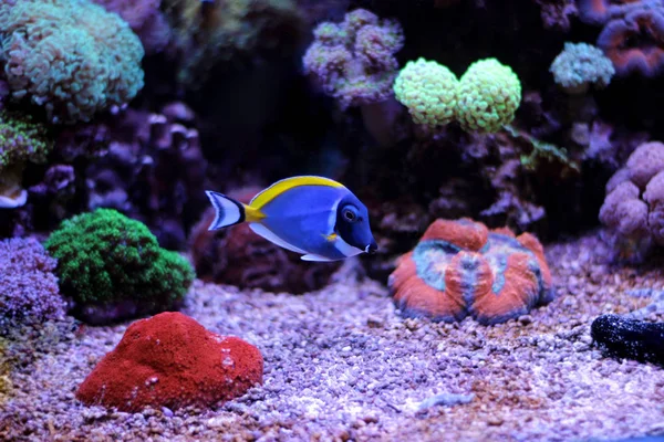 Acanthurus Powder blue tang