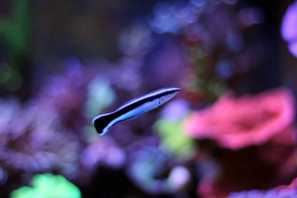 Чистий віслюк в акваріумі — стокове фото