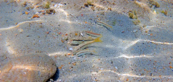 Det Ægæiske Hav under havet fotografering skudt - Stock-foto