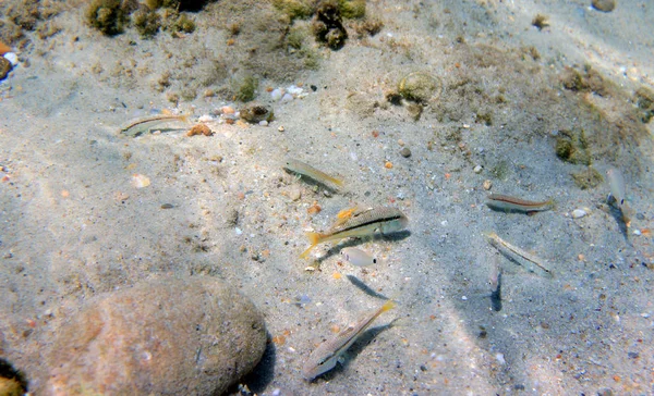 Mer Égée Sous Mer Photographie Prise — Photo